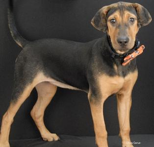 Brioche, Chinese Sharpei and Hound, puppy, available for adoption