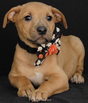 Wanda, Boxer Mix, puppy, available for adoption