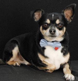 Ringo, Chihuahua - Smooth Coated Mix, adult, available for adoption