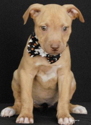 Keesha, Boxer Mix, puppy, available for adoption