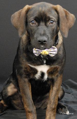 A black and brown puppy wearing a bow tie