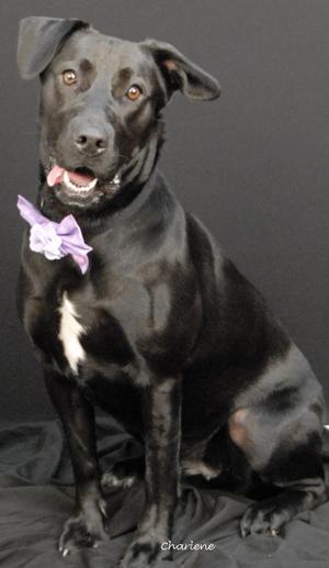 A black dog with a white patch on its chest, wearing a purple bow tie, sitting on a black surface.