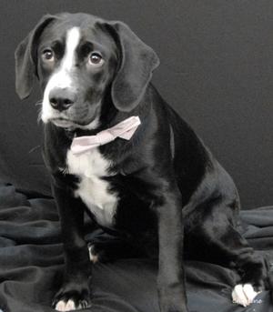 A black and white dog wearing a pink bow tie, sitting on a black surface.