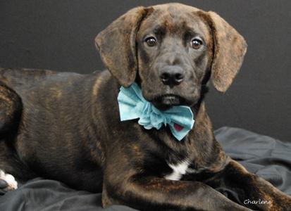 A brown brindle dog with floppy ears wearing a light blue bow tie, lying on a dark surface.