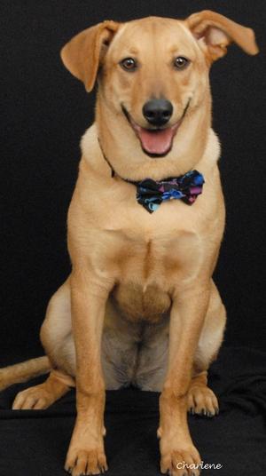 Pim, Chinese Sharpei and Labrador Retriever, young, available for adoption