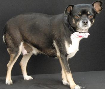 A black and tan dog wearing a pink bow tie, standing on a black background.