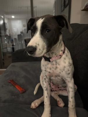 A black and white spotted dog with a pink collar sitting on a dark couch.