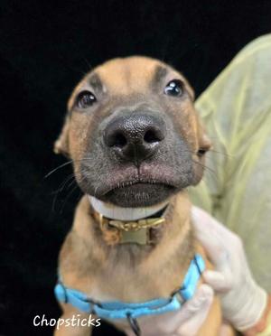 Chopsticks, Shepherd (Unknown Type), available for adoption
