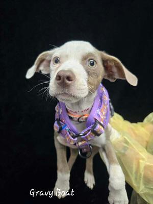 Gravy Boat, Pit Bull Terrier, puppy, available for adoption