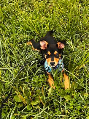 Clorox, Shepherd (Unknown Type), available for adoption
