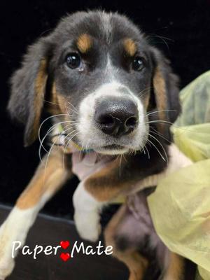 Paper Mate, Husky / Labrador Retriever, available for adoption