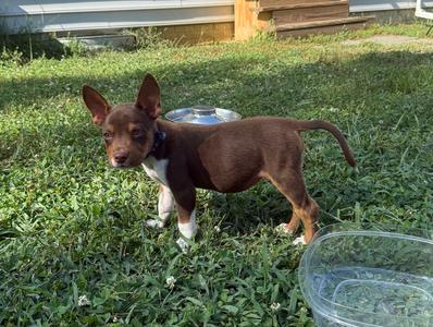 A brown and white puppy standing on grass with a metal bowl and a plastic container nearby.
