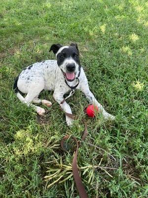 Guiding Light, Blue Heeler, puppy, available for adoption