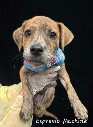 Espresso Machine, Boxer, puppy, available for adoption