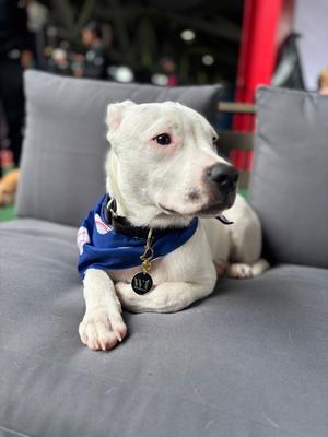Legacy, Boxer, available for adoption