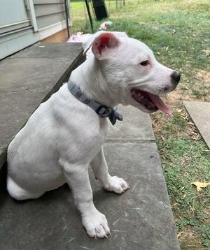 A white puppy with a gray collar sitting on a concrete step, its tongue out and looking to the side.