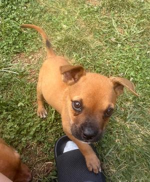 Apple Barrel, Shepherd (Unknown Type), available for adoption
