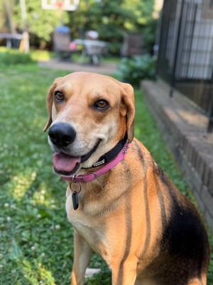 Citrine, Foxhound, adult, available for adoption
