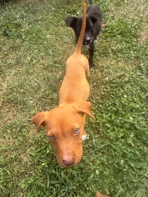 Two dogs standing on grass, one brown and one black, looking up at the camera.