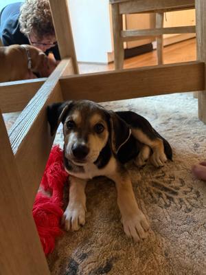 Crayola, Shepherd (Unknown Type), available for adoption