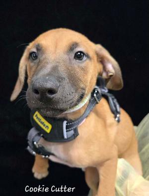 Cookie Cutter, Shepherd (Unknown Type), puppy, available for adoption