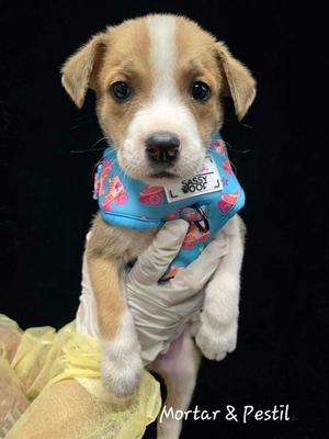 Mortar and Pestle, Catahoula Leopard Dog, available for adoption