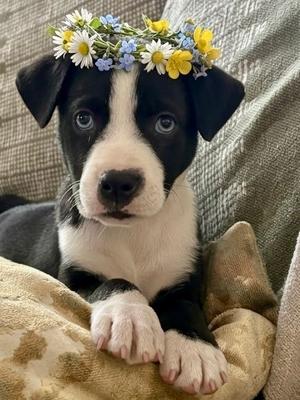 Measuring Cups, Catahoula Leopard Dog, puppy, available for adoption