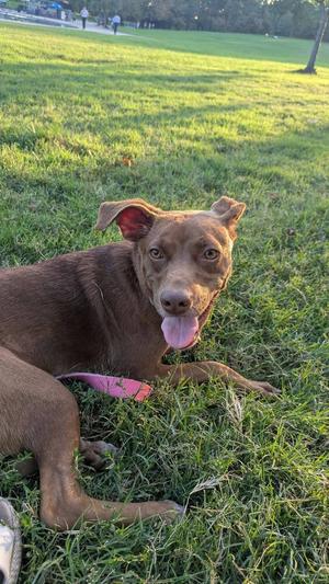 A brown dog with a pink collar lying on a grassy field, looking at the camera with its tongue out.