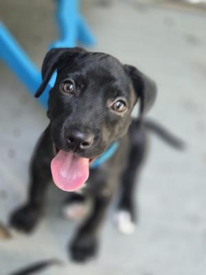 Blue Sharks, Labrador Retriever, available for adoption