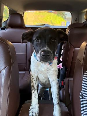 Manchester City, German Shorthaired Pointer, puppy, available for adoption