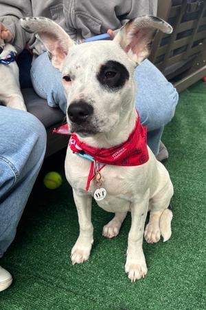 Liberty Bell, Boxer, available for adoption