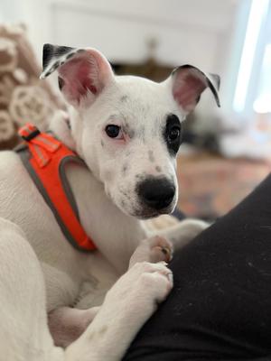Liberty Bell, Boxer, available for adoption