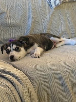A small dog with black and white fur is lying on a gray couch. The dog has a purple collar and is looking directly at the camera. The couch has a textured fabric and a blanket is partially visible in the foreground.