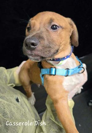 Casserole Dish, Shepherd (Unknown Type), puppy, available for adoption