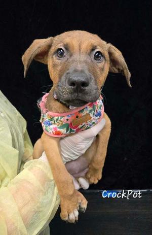 Crockpot, Shepherd (Unknown Type), available for adoption