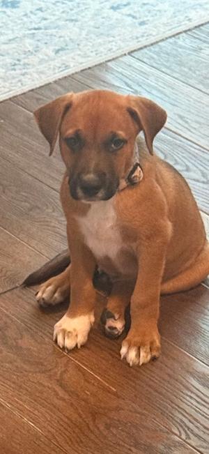 A brown puppy with a white chest and paws sitting on a wooden floor.