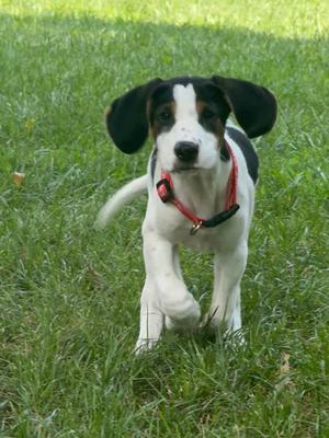 A black and white puppy with floppy ears and a red collar walking on grass.