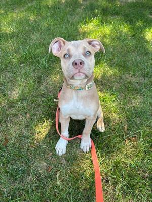 A light-colored dog with blue eyes sitting on grass, wearing a collar and leash.