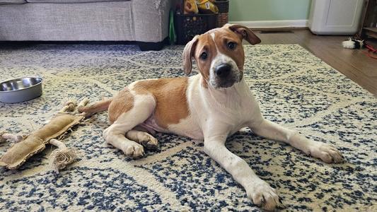 A brown and white dog lying on a patterned rug in a living room.