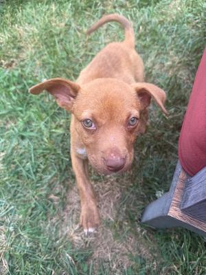 a small brown puppy standing on grass