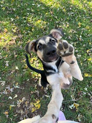 Mature, Shepherd (Unknown Type), puppy, available for adoption