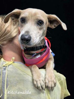 KitchenAid, Beagle / Feist, puppy, available for adoption
