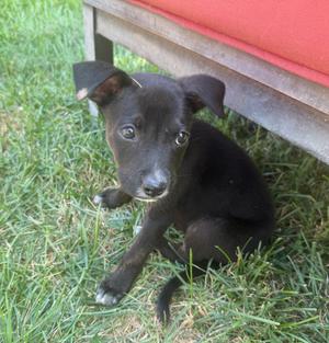 Amazon Basics, Shepherd (Unknown Type), available for adoption