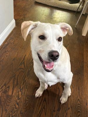 Monologue (Atlas), Great Pyrenees / Catahoula Leopard Dog, available for adoption
