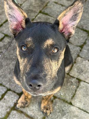 A close-up photograph of a brown and black dog with large, pointed ears looking directly at the camera while sitting on a stone patio.