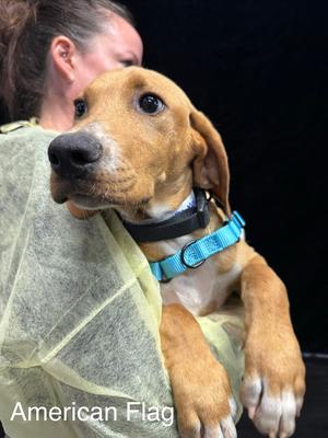 American Flag, Hound (Unknown Type), puppy, available for adoption