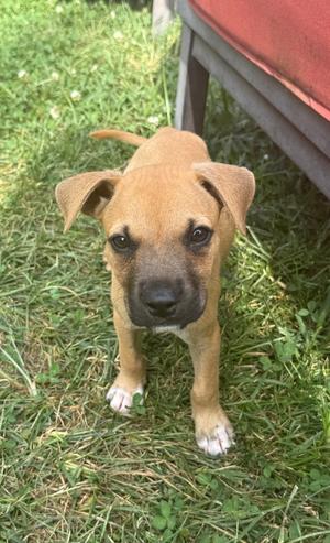 Aleene's, Shepherd (Unknown Type), available for adoption