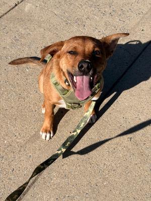 Forever Love, Feist, young, available for adoption