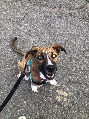 A brindle dog with bright blue eyes, wearing a harness and leash, sitting on asphalt.