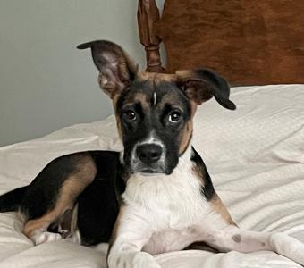 Messi, German Shorthaired Pointer, puppy, available for adoption